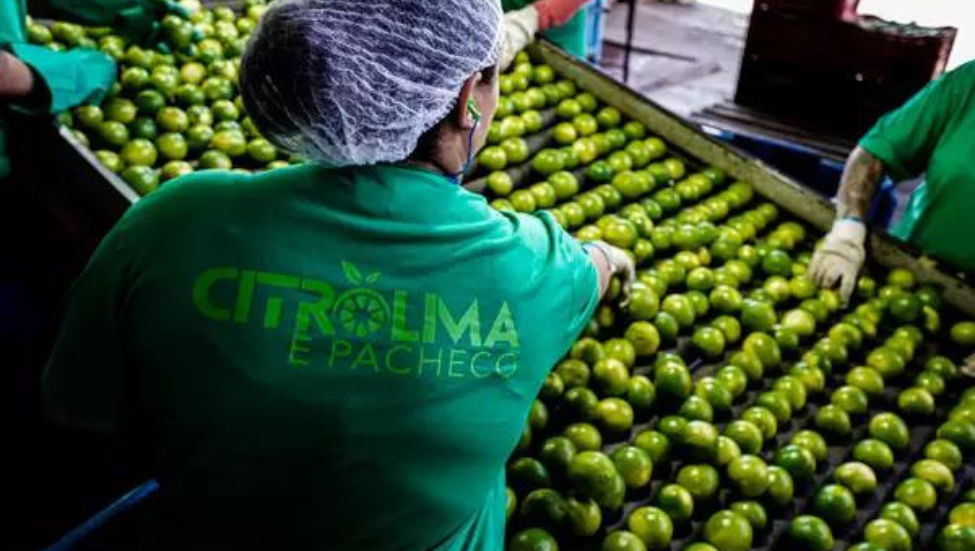 Citrolima e Pacheco: case de sucesso em produção de frutas cítricas