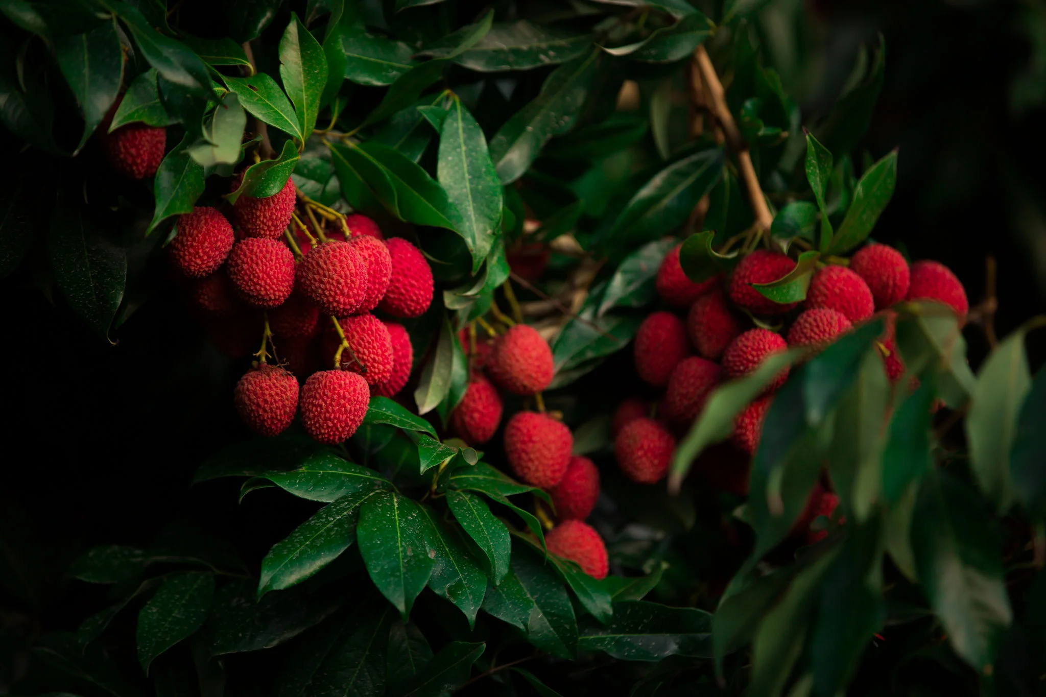 Red Lychee: conheça a produção de lichias da Fazenda Olhos D’Água