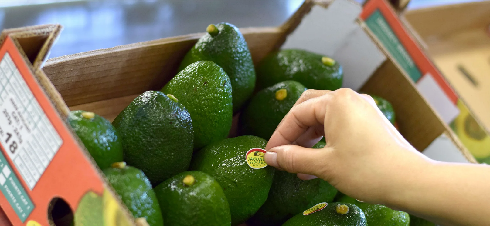 Jaguacy: excelência brasileira na produção de avocado
