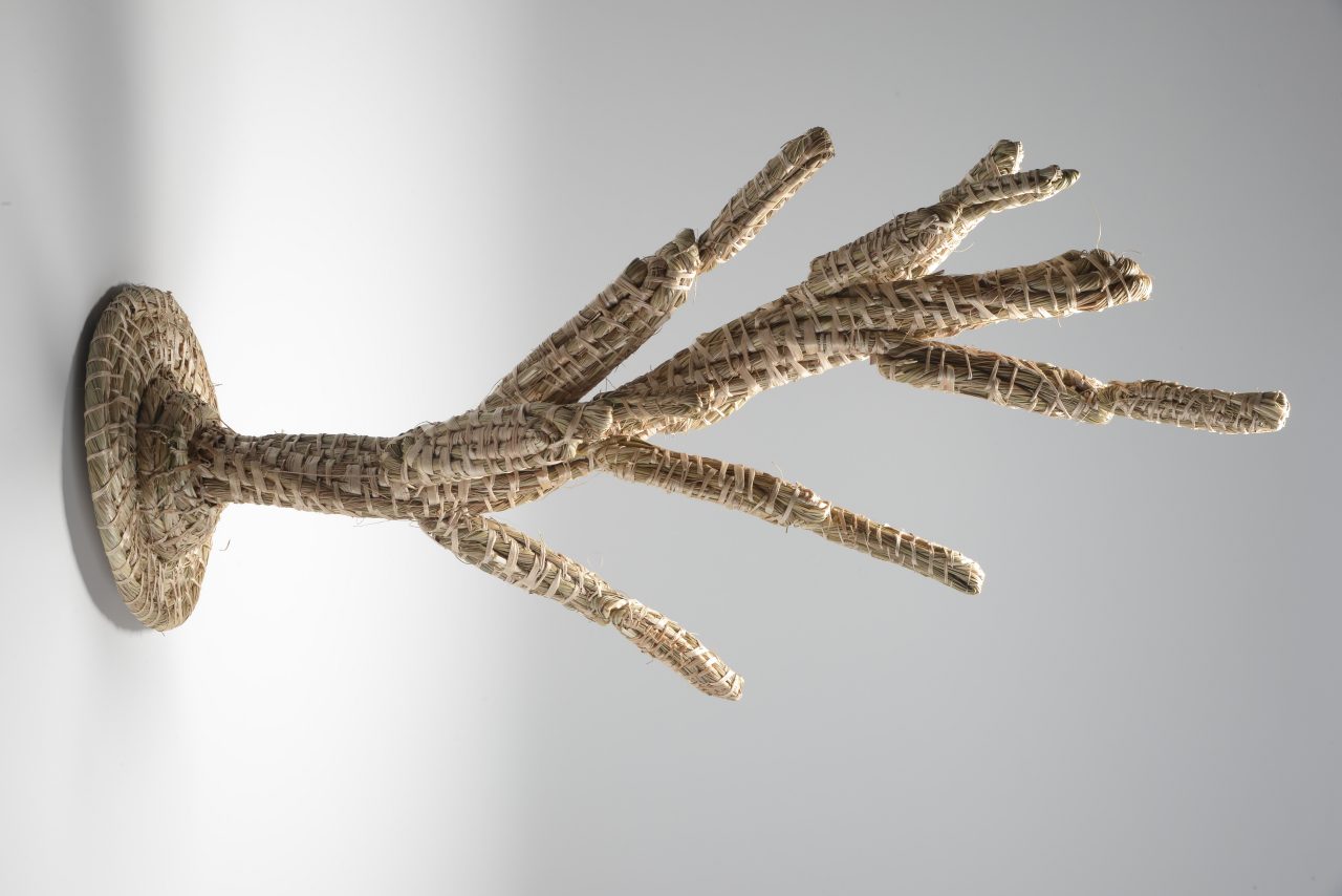 CACTO - Oziana Oliveira - Vitória de Santo Antão (PE)