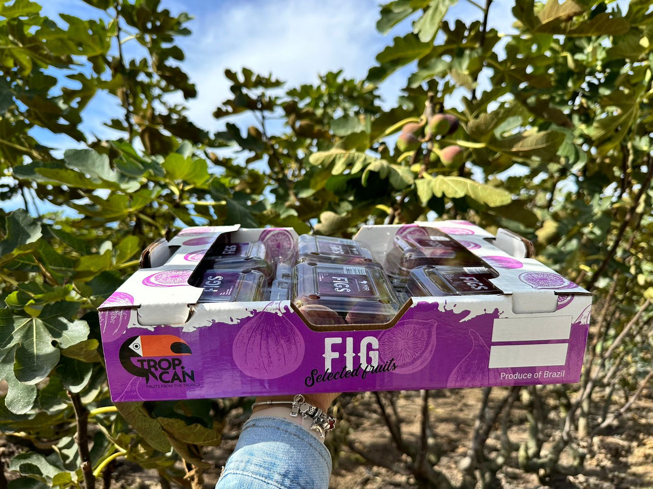 Tecnologia em embalagens leva frutas frescas brasileiras para todo o mundo com a MBR Company