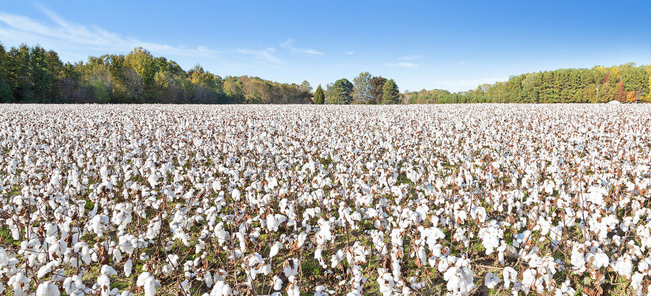 União entre produtores, exportadores e ApexBrasil colocou o Brasil na liderança mundial de exportação de algodão