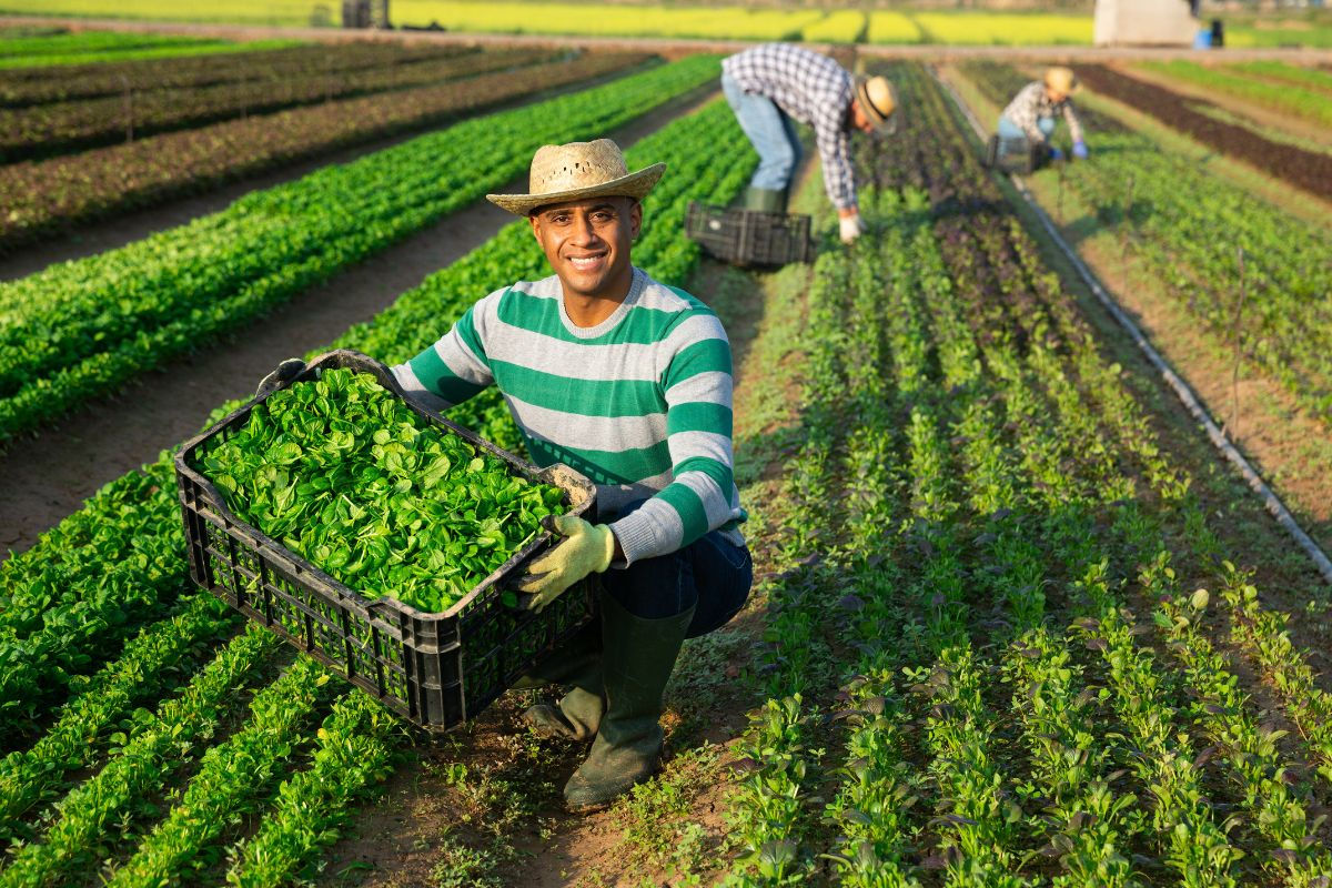 Com foco no agronegócio, missão oficial de empresários indianos ao país visa ampliar parcerias e negócios bilaterais 