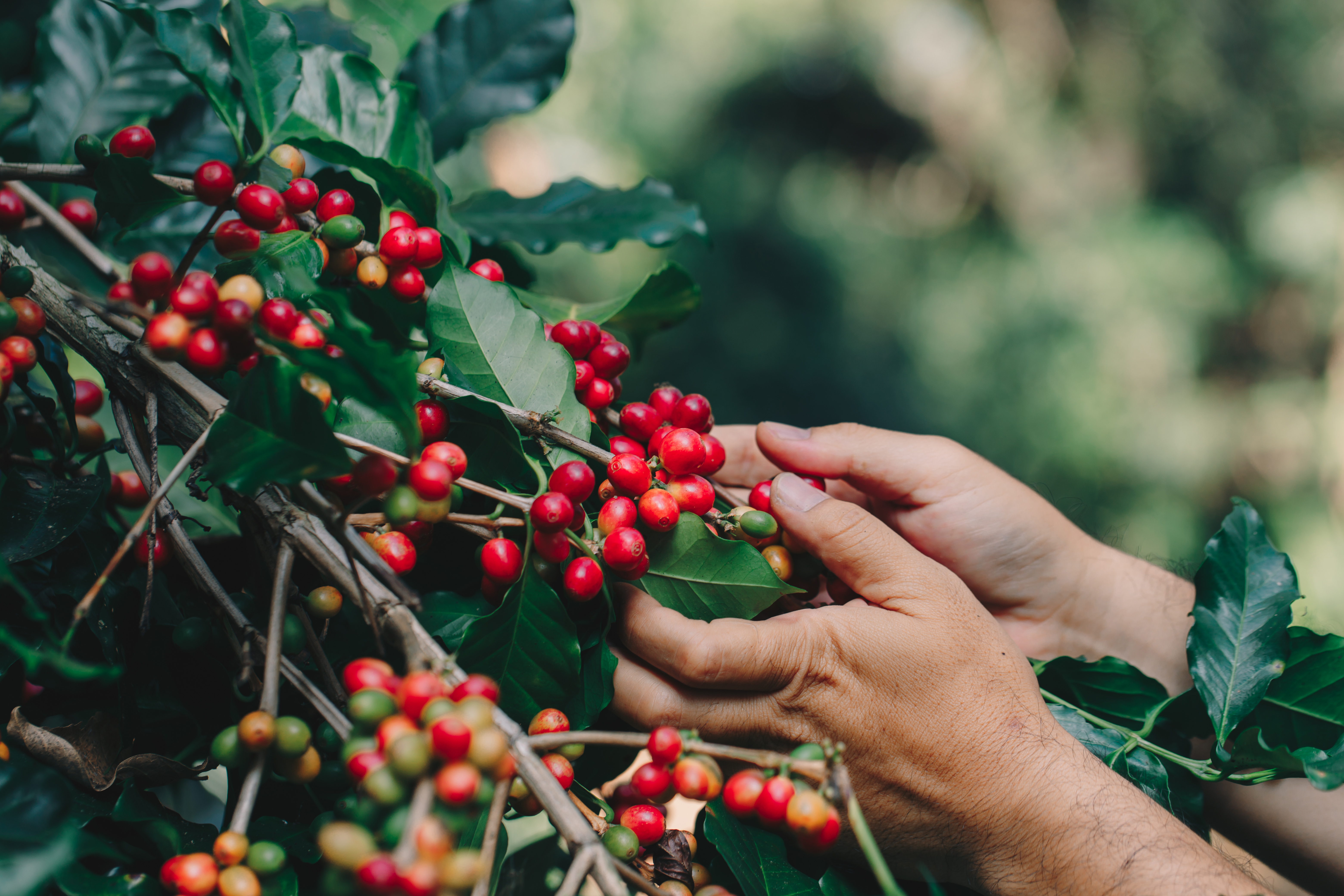 Exporta Mais Brasil: produtores de café arábica recebem 24 compradores internacionais no Sudeste do país 