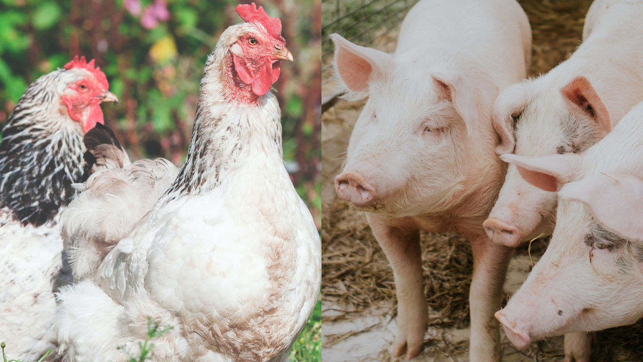 Estudo traz panorama de acesso a mercado para as exportações de carnes de aves e suínos brasileiras em destinos selecionados