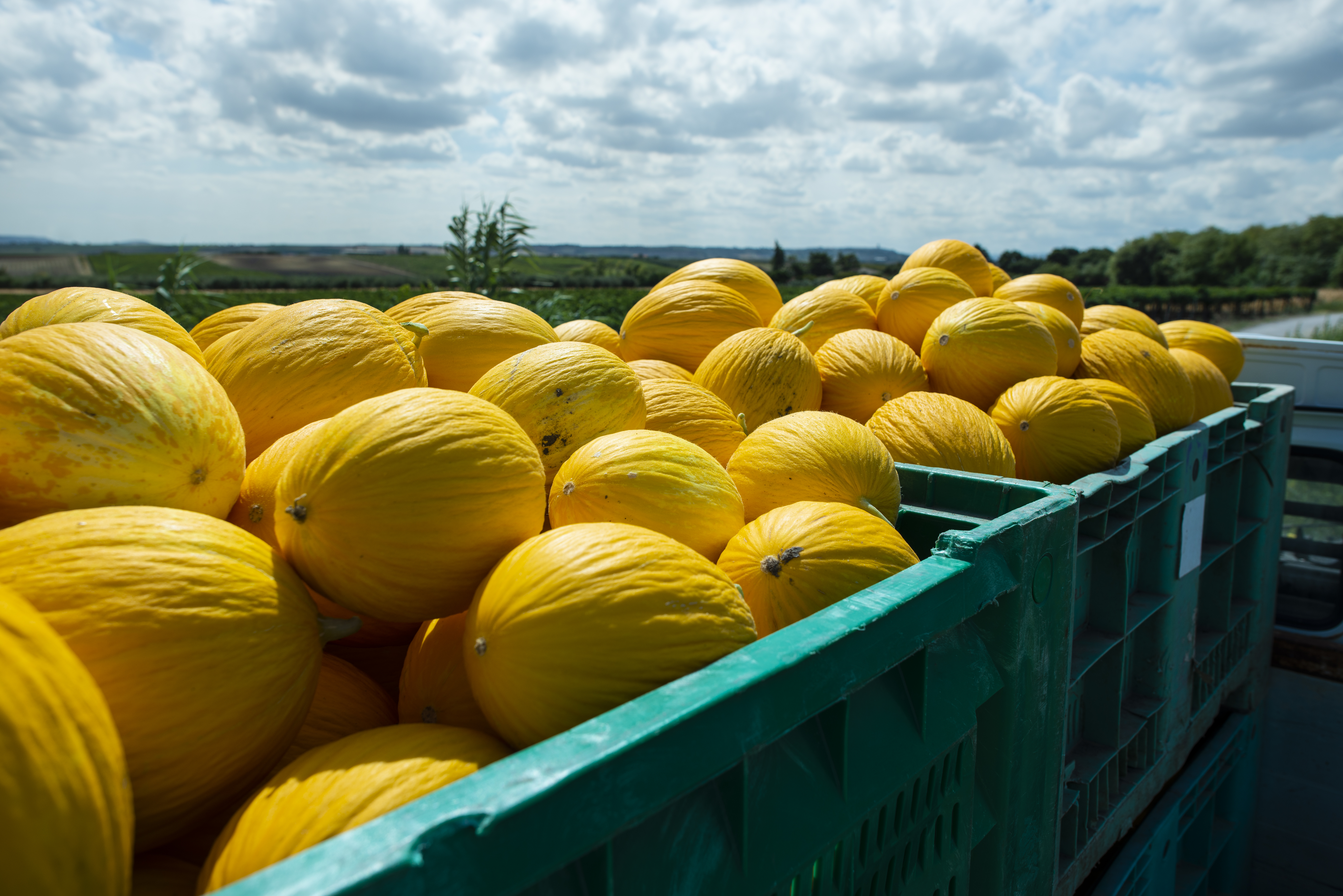 Exportações de frutas brasileiras crescem 27% no primeiro semestre de 2025 
