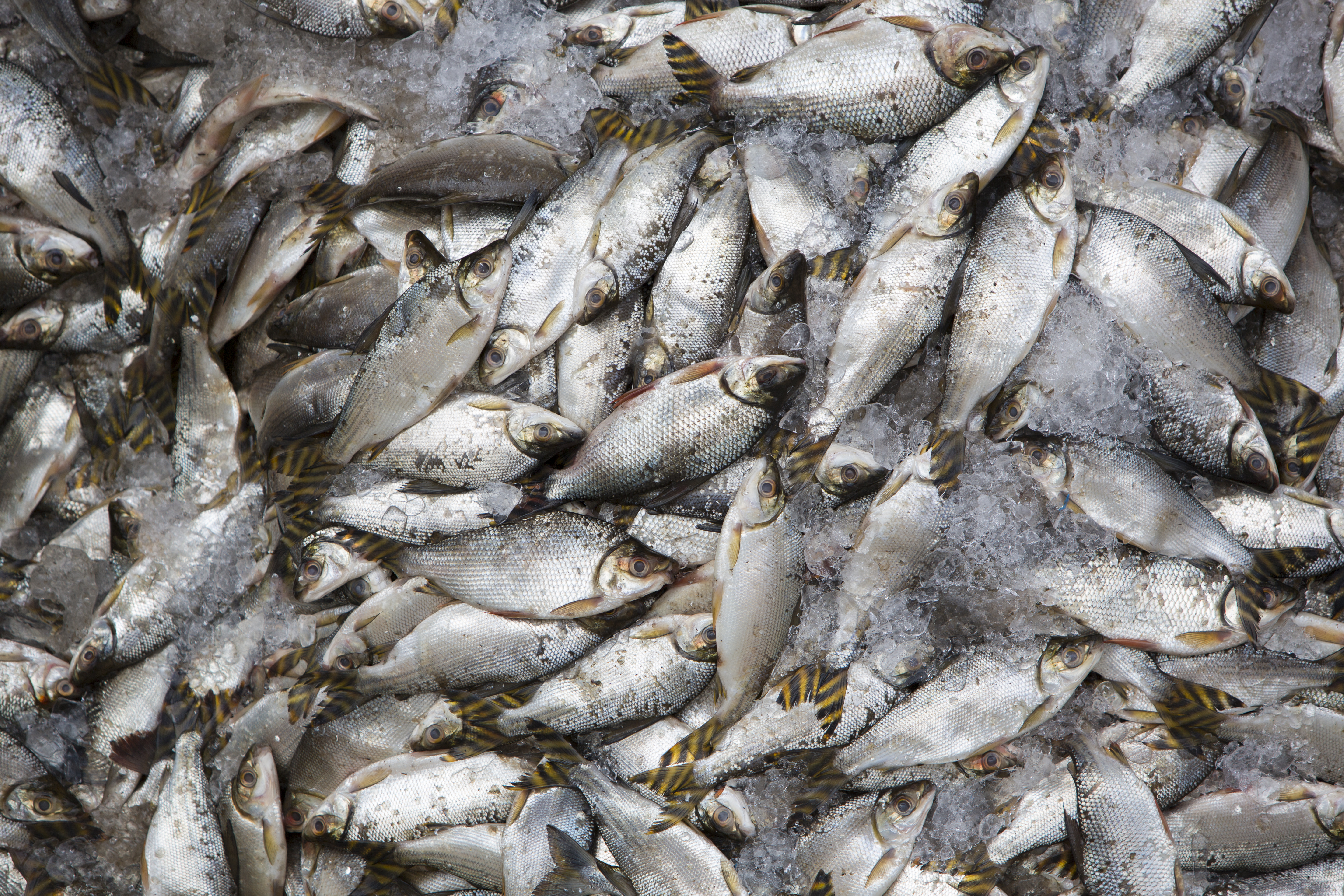No Paraná, setor de pescados será o centro das atenções durante 4ª rodada do programa Exporta Mais Brasil 