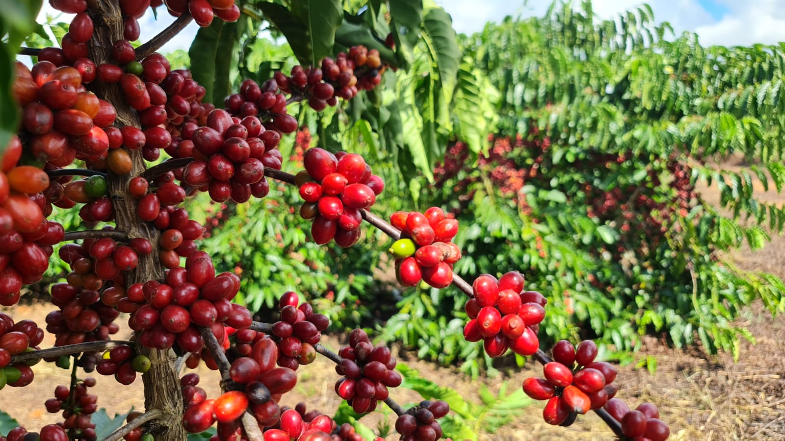 Café robusta amazônico é apresentado a compradores internacionais em evento da ApexBrasil no Acre