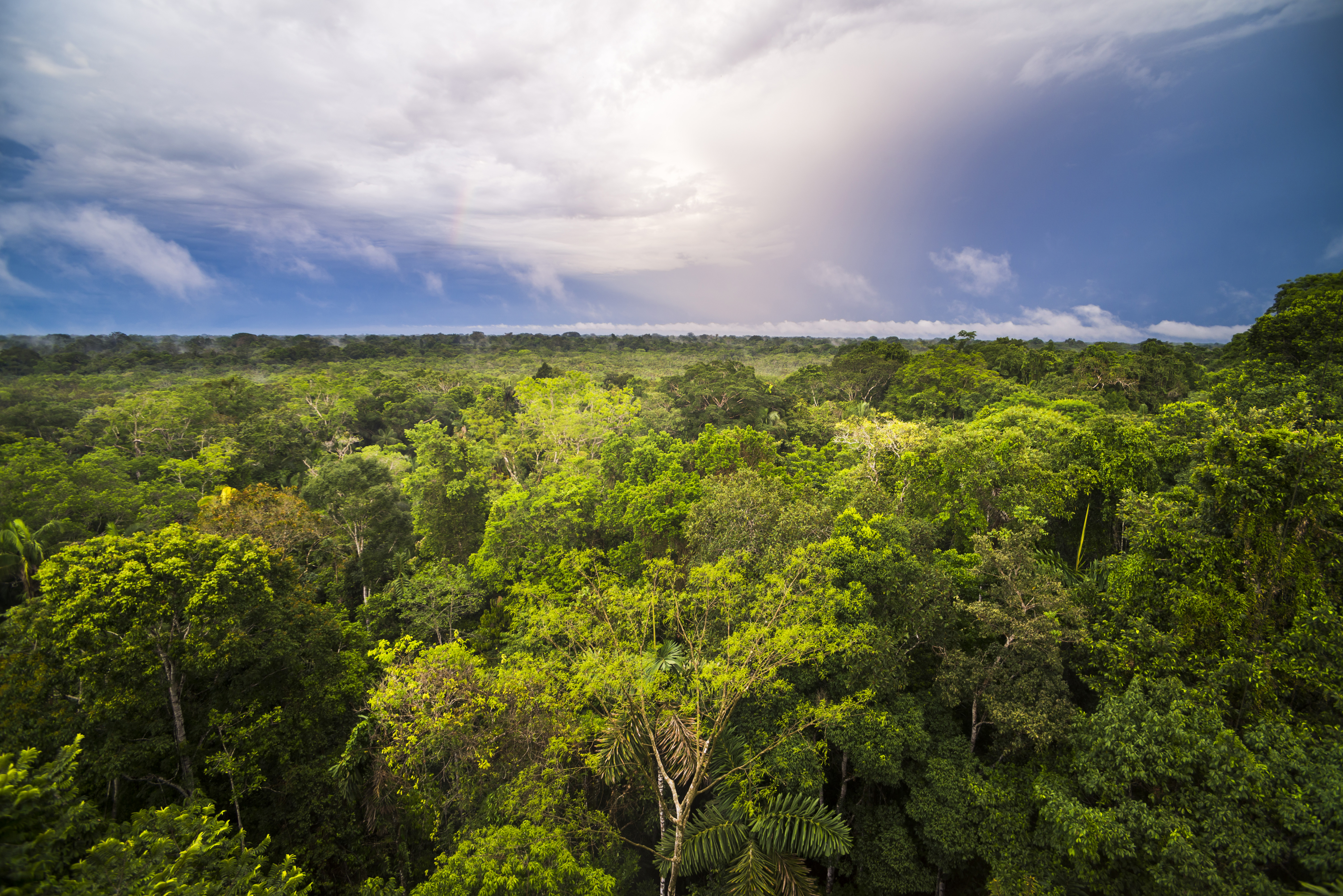 Diálogos Amazônicos: a ApexBrasil e “as Amazônias”